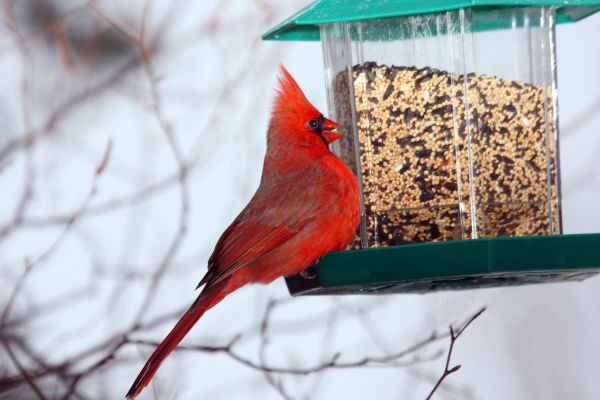 Cost of Bird Feeder Hanging in Plano